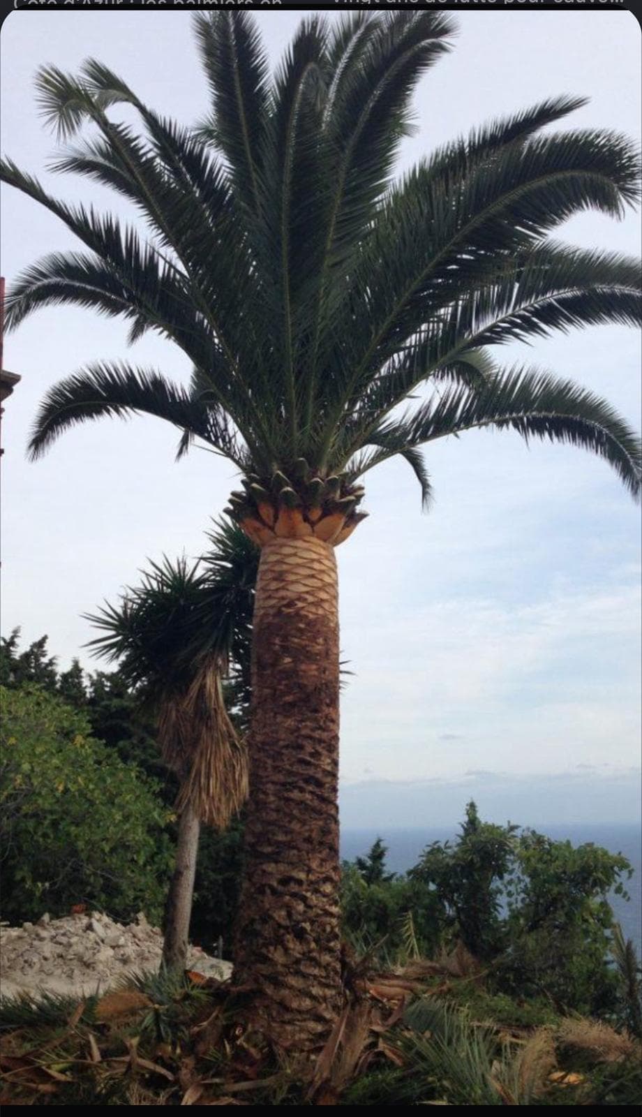 Palmier taillé sur la Côte d'Azur