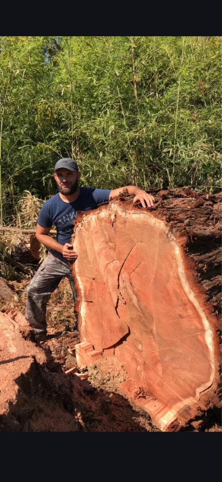 Abattage de souche d'un grand arbre