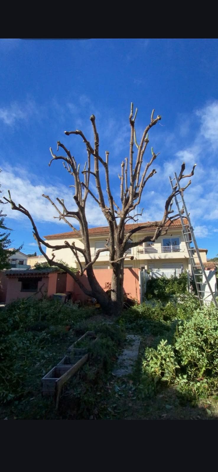 Terrain débroussaillé par JTB Élagage dans les Alpes-Maritimes