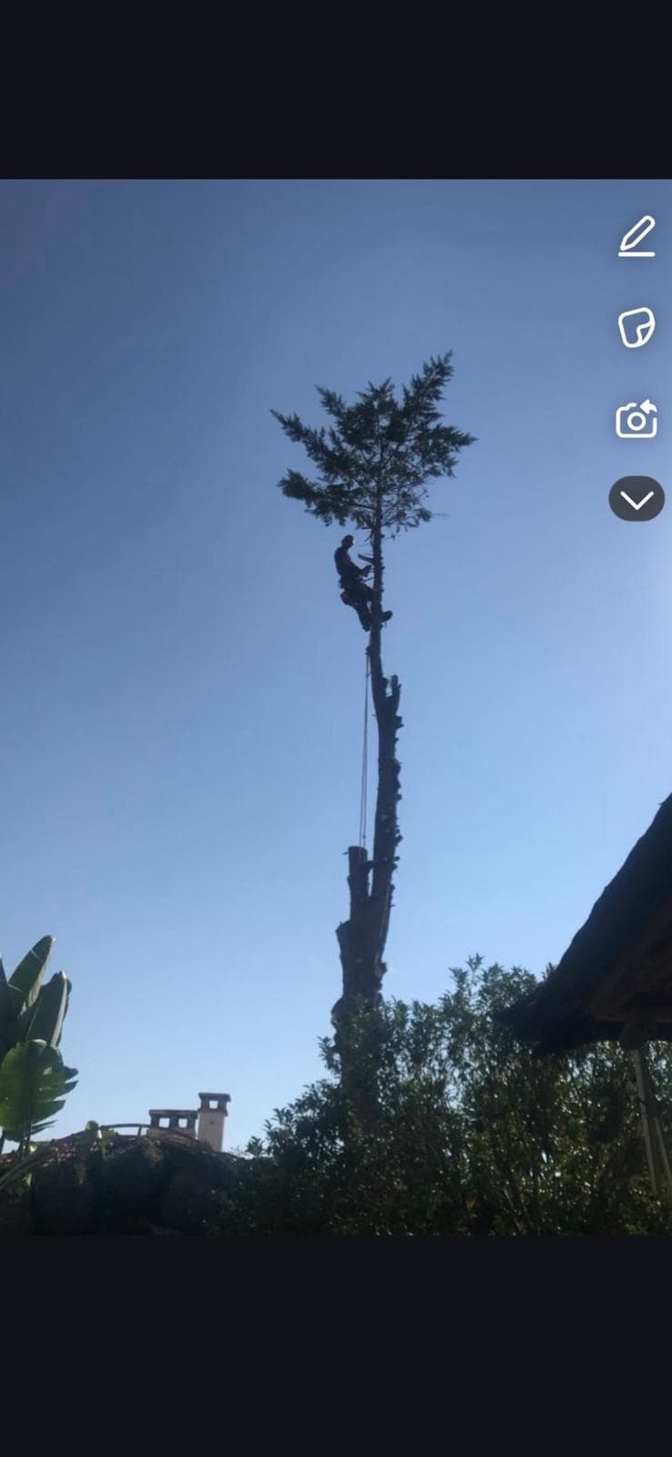 Élagueur professionnel en action à Cannes