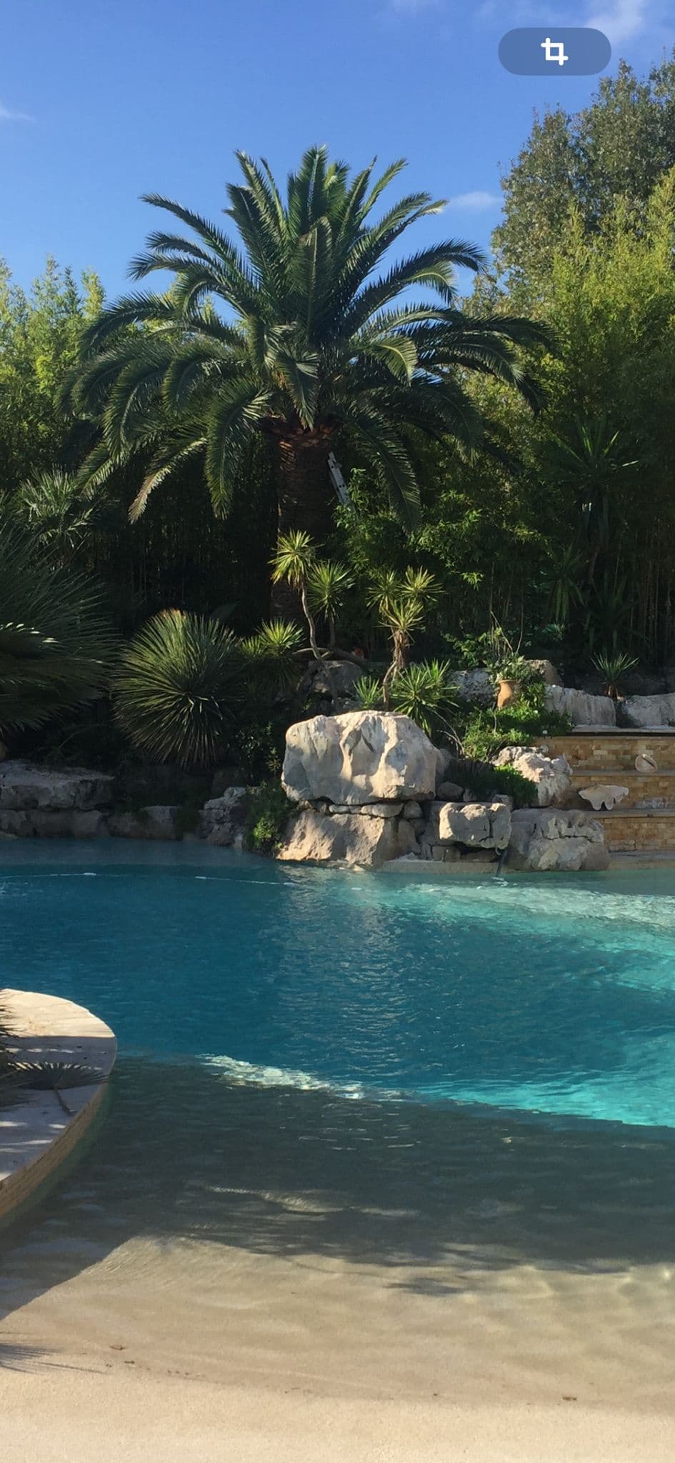 Palmier dattier soigné dans un jardin paysager au bord d'une piscine